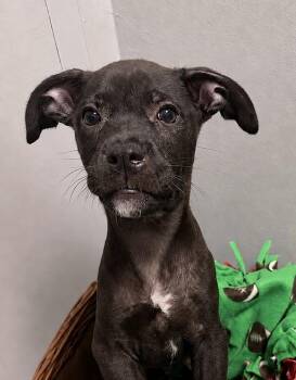 Kerplunk -  American Staffordshire Terrier and Labrador Retriever Dog for Adoption in Houston, Texas - Kerplunk | PetCurious