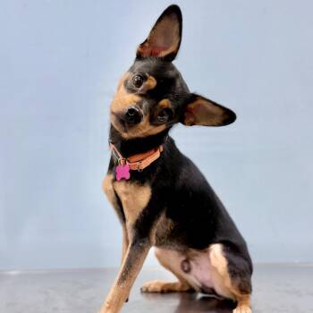 Godfrey -  Chihuahua and Miniature Pinscher Dog for Adoption in Portland, Oregon - Godfrey | PetCurious