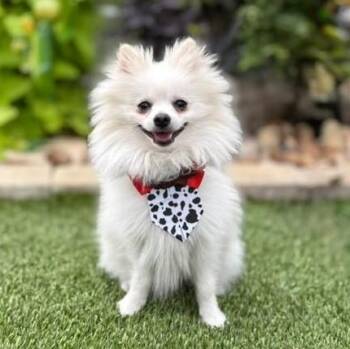Maxi -  Pomeranian Dog for Adoption in Fairfield, Connecticut - Maxi | PetCurious