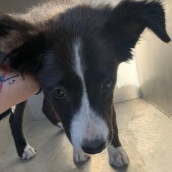 Vandy -  Collie and Mixed Breed Dog for Adoption in Buchanan Dam, Texas - Vandy | PetCurious