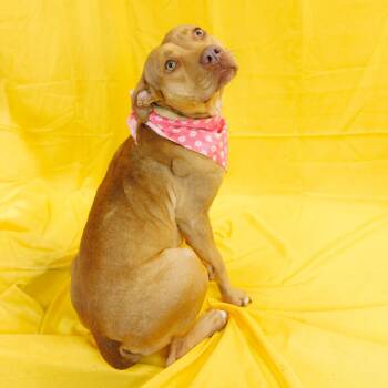 Mixed Breed Dogs Available for Adoption - Casserole | PetCurious