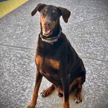 Doberman Pinscher Dogs Available for Adoption in Phoenix, Arizona - Hanzo | PetCurious