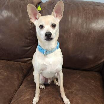Chico -  Chihuahua Dog for Adoption in Marshfield, Wisconsin - Chico | PetCurious
