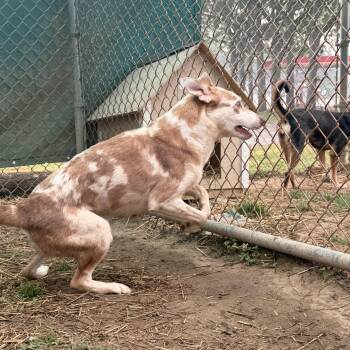 Peanut -  Australian Shepherd Dog for Adoption in Salem, Ohio - Peanut | PetCurious