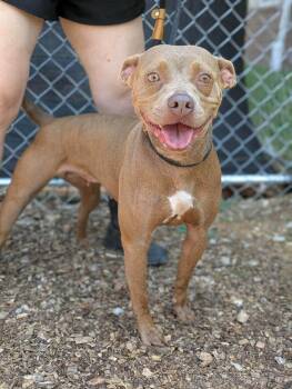 Mesha -  Mixed Breed Dog for Adoption in Huntsville, Alabama - Mesha | PetCurious