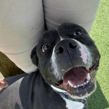 Rescue Pit Bull Terrier Dogs for Adoption in Bristol, Indiana - Dottie | PetCurious