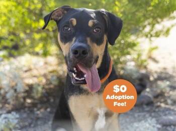SHADOW -  Rottweiler and Pit Bull Terrier Dog for Adoption in Phoenix, Arizona - SHADOW | PetCurious