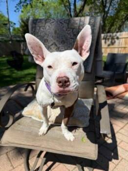 Mirabelle -  Pit Bull Terrier Dog for Adoption in Oswego, Illinois - Mirabelle | PetCurious