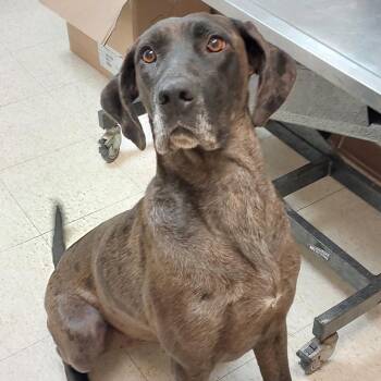 Willo -  Great Dane Dog for Adoption in Mocksville, North Carolina - Willo | PetCurious