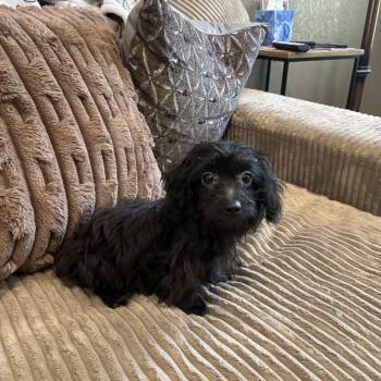 Moose -  Yorkshire Terrier and Dachshund Dog for Adoption in Rowlett, Texas - Moose | PetCurious