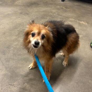 Lilah -  Pomeranian Dog for Adoption in Tampa, Florida - Lilah | PetCurious