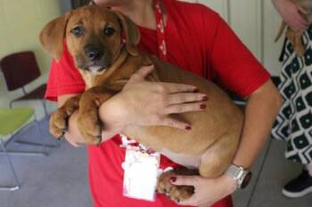 Sammie -  Labrador Retriever and Mixed Breed Dog for Adoption in Kansas City, Missouri - Sammie | PetCurious