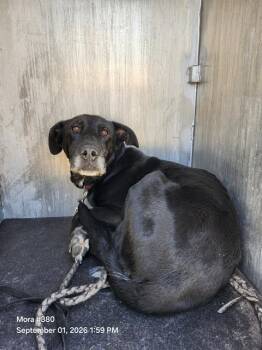 CHANEL -  Labrador Retriever Dog for Adoption in San Antonio, Texas - CHANEL | PetCurious