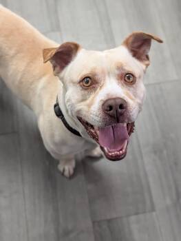 Mixed Breed Dogs Available for Adoption in Plainfield, New Jersey - Chico | PetCurious