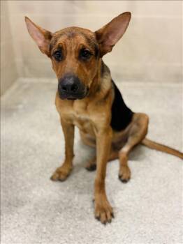 BOSTON -  German Shepherd Dog Dog for Adoption in Conroe, Texas - BOSTON | PetCurious