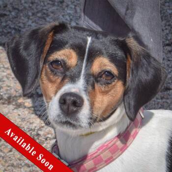 Rat Terrier and Beagle Dogs Available for Adoption in Huntley, Illinois - Monica | PetCurious