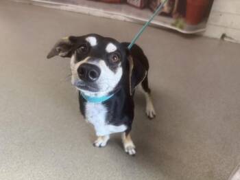 Chihuahua Dogs Available for Adoption in San Bernardino, California - CHUCHO | PetCurious