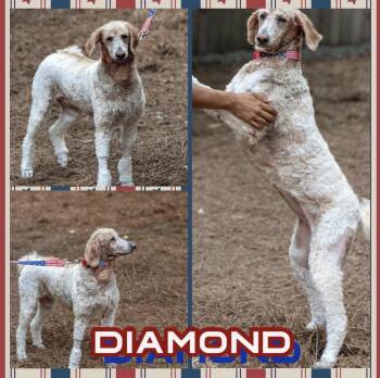 Diamond -  Standard Poodle Dog for Adoption in Richmond, Virginia - Diamond | PetCurious