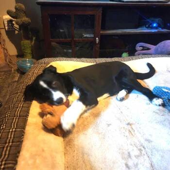 Rescue Australian Cattle Dog Blue Heeler and Husky Dogs for Adoption in Oroville, Washington - Peiton | PetCurious