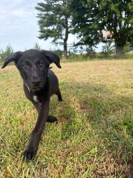 Heron -  Mixed Breed Dog for Adoption in Milton, Delaware - Heron | PetCurious
