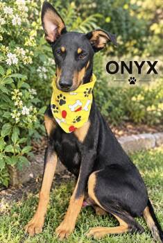 Onyx -  Australian Kelpie Dog for Adoption in Lucas, Texas - Onyx | PetCurious