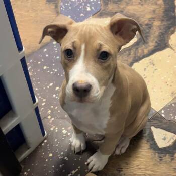 Venus 2 -  American Staffordshire Terrier and Mixed Breed Dog for Adoption in North Myrtle Beach, South Carolina - Venus 2 | PetCurious