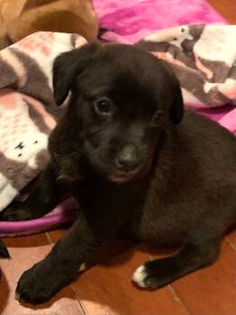 Beagle and Labrador Retriever Dogs Available for Adoption - Roz | PetCurious