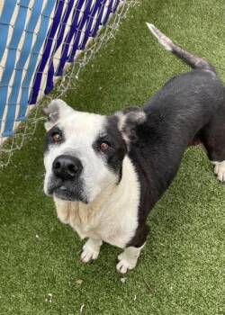 Mixed Breed Dogs Available for Adoption in Fort Worth, Texas - Jasmine | PetCurious