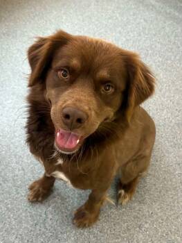 Everest -  Australian Shepherd Dog for Adoption in Covington, Virginia - Everest | PetCurious