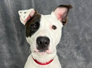 Melbi -  Pit Bull Terrier Dog for Adoption in Portland, Oregon - Melbi | PetCurious
