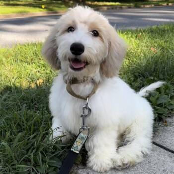 Charlie -  Golden Retriever and Standard Poodle Dog for Adoption in Rockville, Maryland - Charlie | PetCurious