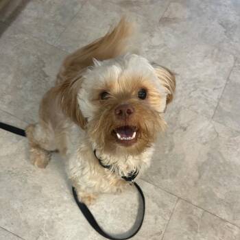 Shih Tzu Dogs Available for Adoption in Oak Brook, Illinois - Rhodey | PetCurious