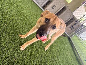 Rosie -  Mixed Breed Dog for Adoption in New York, New York - Rosie | PetCurious