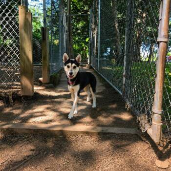 Opal -  German Shepherd Dog and Husky Dog for Adoption in Dillsburg, Pennsylvania - Opal | PetCurious