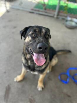 German Shepherd Dog Dogs Available for Adoption in Chula Vista, California - A271387 | PetCurious