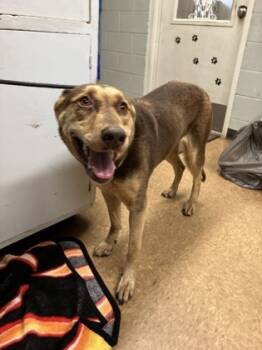 Rescue Siberian Husky and Mixed Breed Dogs for Adoption in Madera, California - Cherry | PetCurious