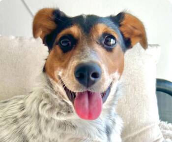 Cali -  Cattle Dog Dog for Adoption in San Ramon, California - Cali | PetCurious