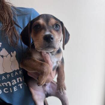 Buck -  Hound Dog for Adoption in Chesapeake, Virginia - Buck | PetCurious