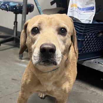 Scooby -  Labrador Retriever and Mixed Breed Dog for Adoption in Yuma, Arizona - Scooby | PetCurious