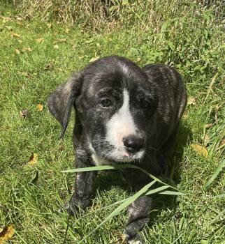 Nova -  Great Pyrenees and Bulldog Dog for Adoption in Bancroft, Ontario - Nova | PetCurious
