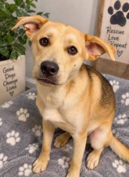 Baby Rocky -  Beagle and Husky Dog for Adoption in Westwood, New Jersey - Baby Rocky | PetCurious