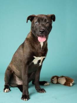 Canelo -  Mixed Breed Dog for Adoption in Atlanta, Georgia - Canelo | PetCurious