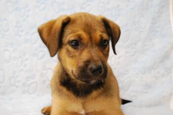 German Shepherd Dog Dogs Available for Adoption in Miami, Florida - NASH | PetCurious