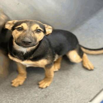 Terrier Dogs Available for Adoption - Mayor | PetCurious