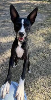 Rescue Chihuahua Dogs for Adoption in Kerrville, Texas - Petunia | PetCurious