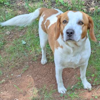 Vismo -  Beagle and Mixed Breed Dog for Adoption in Charlottesville, Virginia - Vismo | PetCurious