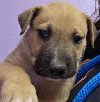 61047310 -  Mixed Breed Dog for Adoption in El Paso, Texas - 61047310 | PetCurious