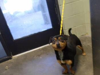 BENJI -  Dachshund and Mixed Breed Dog for Adoption in Tulsa, Oklahoma - BENJI | PetCurious