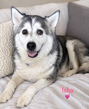Isha -  Husky Dog for Adoption in Lavon, Texas - Isha | PetCurious