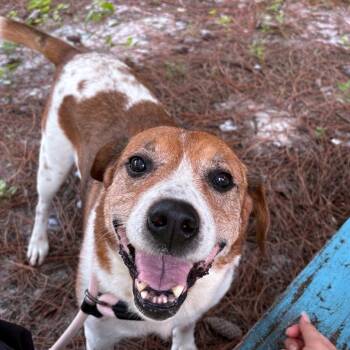 Judge -  Mixed Breed Dog for Adoption - Judge | PetCurious